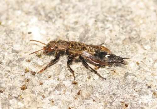 Ontholestes murinus